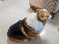 -宠福鑫康馨动物医院·骨科·眼科