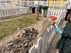 -前小桔亲子创意农场·草莓采摘·露营烧烤