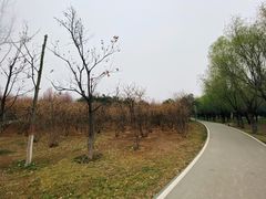 -洨河生态公园