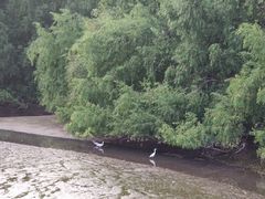 -大亚湾红树林城市湿地公园
