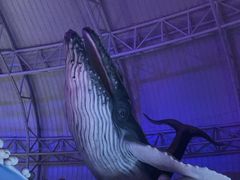 -烟台海昌鲸鲨海洋公园