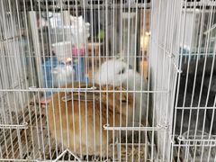 -曲阳花鸟市场(曲阳路店)