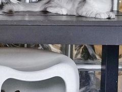 -十年猫舍·猫咪专门店(普陀店)