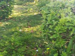 -东莞植物园