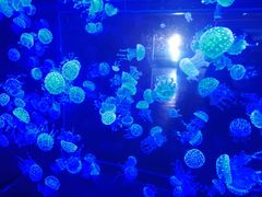 -烟台海昌鲸鲨海洋公园