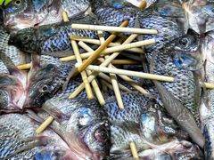 -杨合林啊兰烤鱼