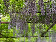 -嘉定紫藤园