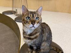 -飞行喵MR PILOT|猫舍·猫咖(静安大融城店)