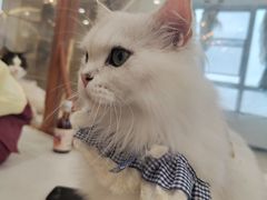 -共舞时光猫咖·狗咖(新街口店)