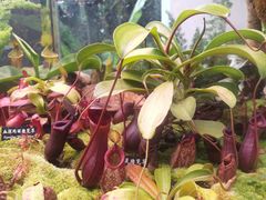 -中国科学院西双版纳热带植物园