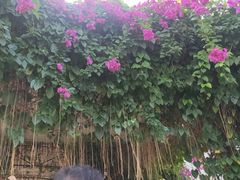 -亚龙湾国际玫瑰谷