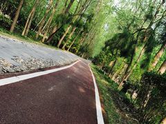 -合肥滨湖国家森林公园