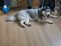 -Husky Go! 哈士奇体验馆·宠物咖啡厅狗咖