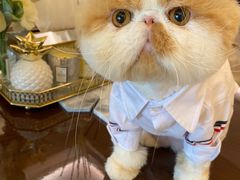 -爱侣宠医·鹦鹉专科·小型哺乳类·异宠专科(灵石路店)