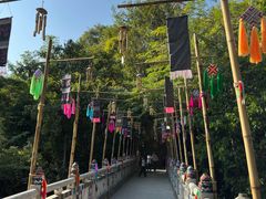 -西双版纳原始森林公园
