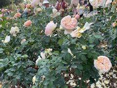 -人民公园(罗湖区)