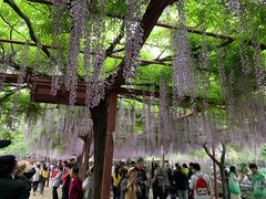 -嘉定紫藤园