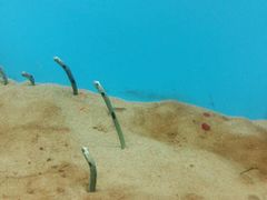 -北戴河圣蓝海洋公园