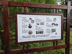 -汤旺河林海奇石景区