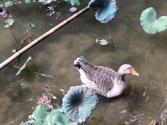 -福建鲤鱼洲酒店