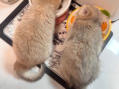 -纳吉亚猫专科动物诊疗中心(蒋宅口分院)