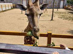 -西霞口神雕山野生动物世界