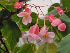 -上海辰山植物园