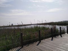 -盐城丹顶鹤湿地生态旅游区