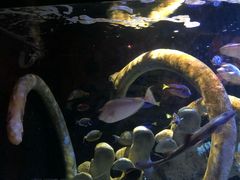 -悉尼海洋生物水族馆