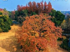-东湖落雁景区