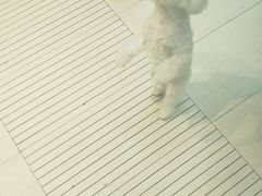 -PETKIT 小佩宠物·低压洗护·美容·寄养(安远店)