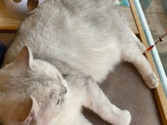 -猫和宫(六道口店)
