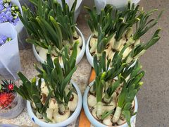 -循礼门鲜花花市(武汉循礼门店)