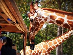 -清迈夜间动物园