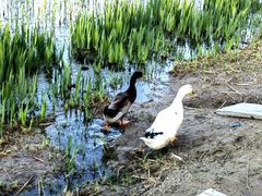 -大兴滨河森林公园