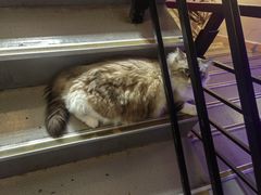 -白兔子密室(长寿路店)