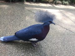 -新加坡飞禽公园