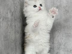 -小猫来了·猫舍(红山六九七九店)