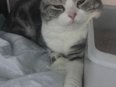 输液-纳吉亚猫专科动物医院博雅分院