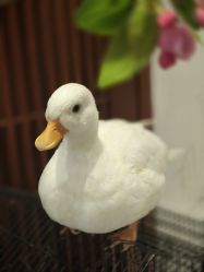 -花间禅净·瑜伽