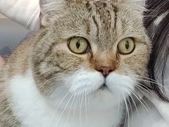 -喵园·猫主题咖啡厅·撸猫·猫咖(国贸店)