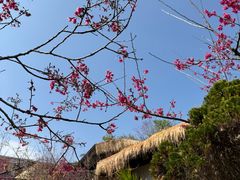 -优游吧斯邹族文化部落