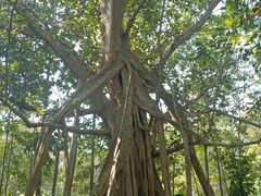 -中国科学院西双版纳热带植物园