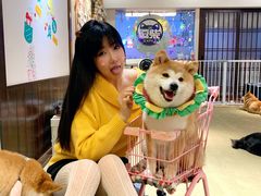 -逗柴咖啡屋·狗咖猫咖宠物桌游
