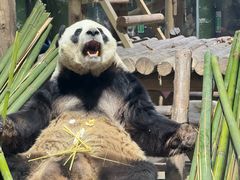 -栾川竹海野生动物园