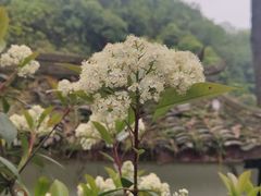 -黔灵山公园