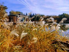 -大兴滨河森林公园