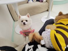 -怪兽屋·羊驼·猫咖·狗咖(俊华广场店)