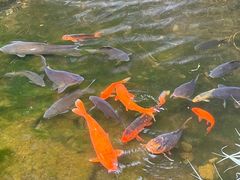 -千岛湖东南湖区