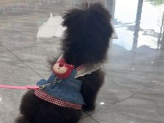 -芭比堂动物医院·24小时·眼科中心(深圳中心)